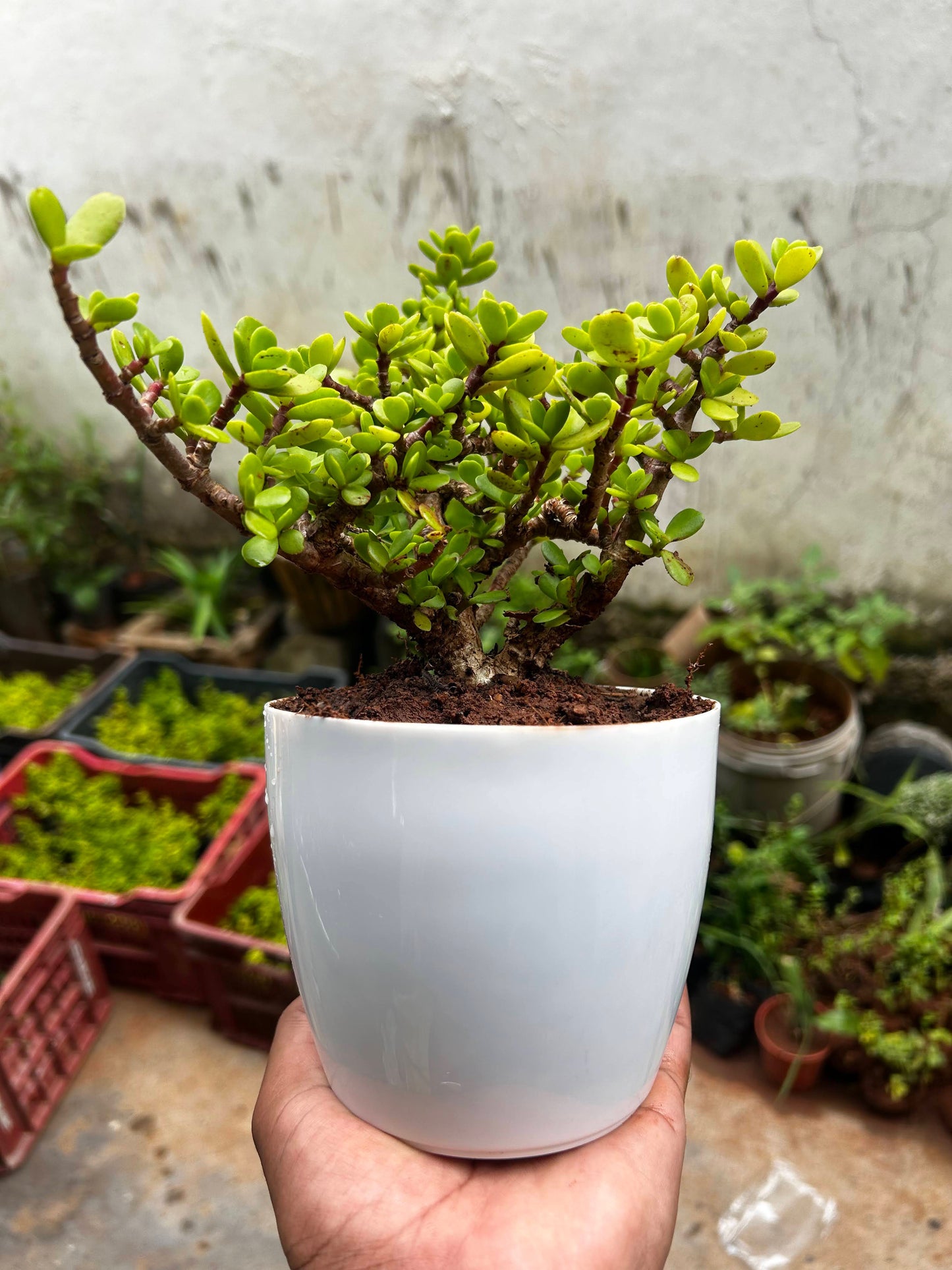 Jade Plant Sapling + Premium White pot (Zade)