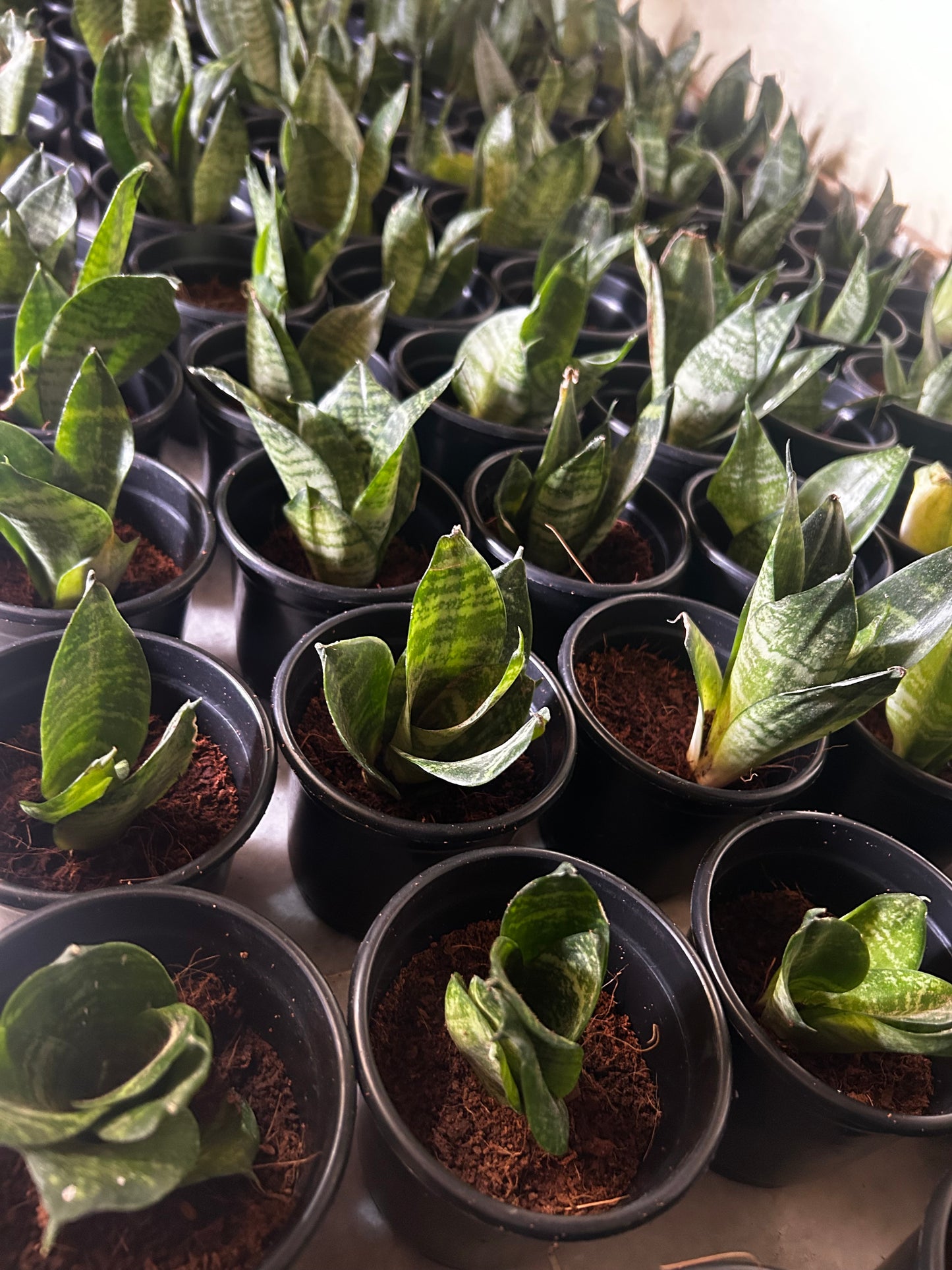 Snake Plant Sapling + Premium White pot.
