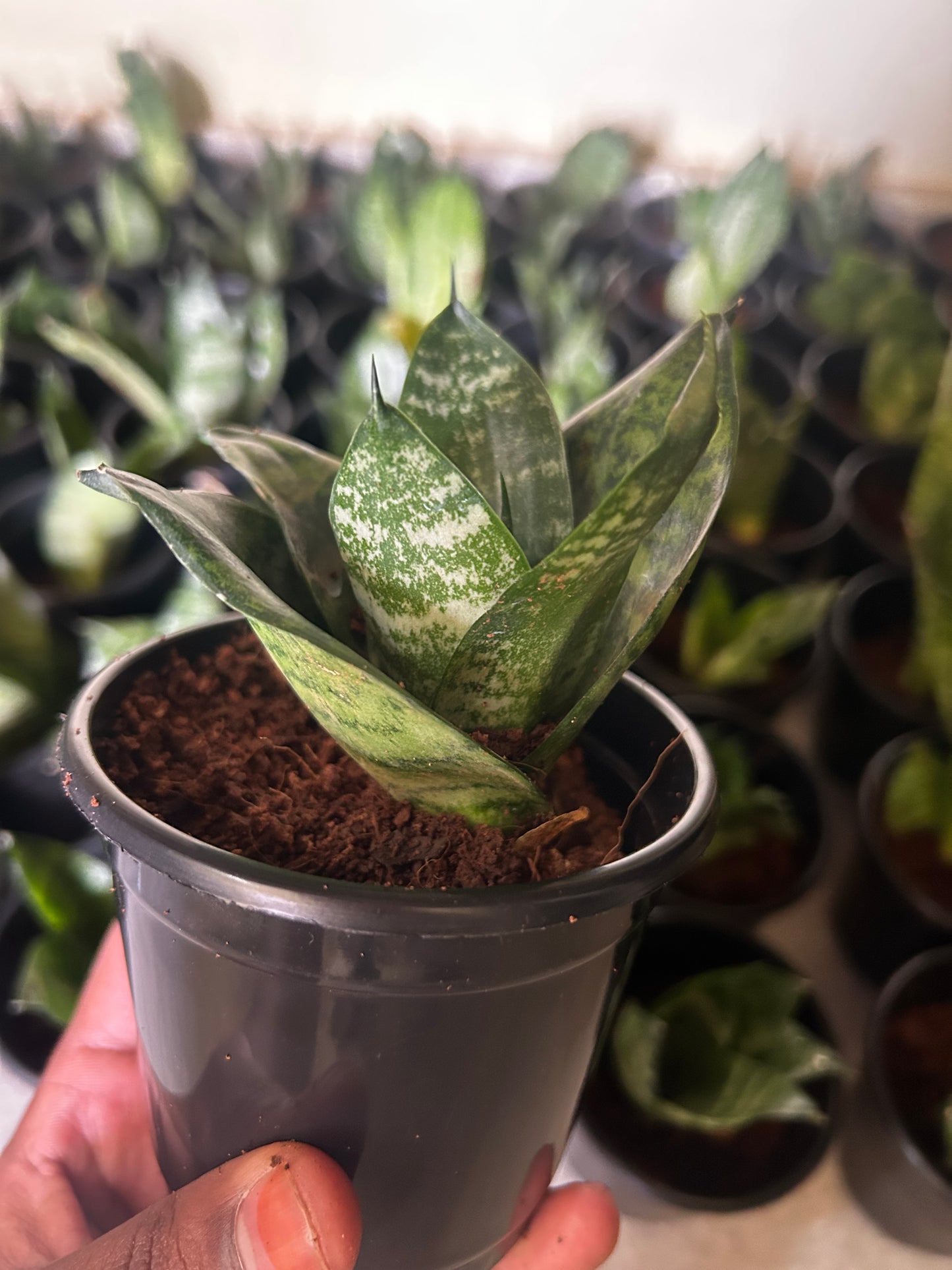 Snake Plant Sapling + Premium White pot.