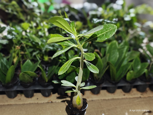 Adenium Plant Sapling + Premium White pot.