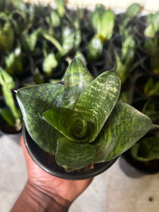 Snake Plant Sapling + Premium White pot.