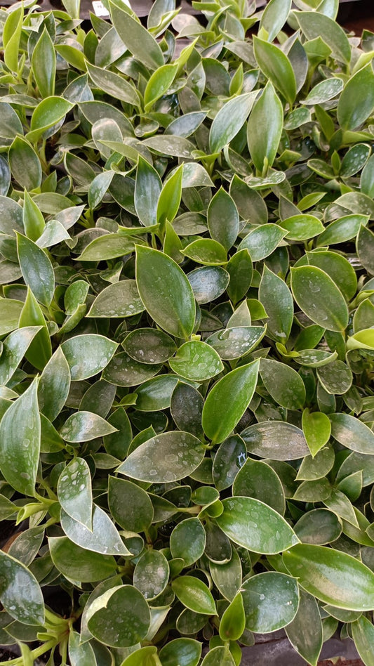 Birkin Plant Sapling + Premium White pot.