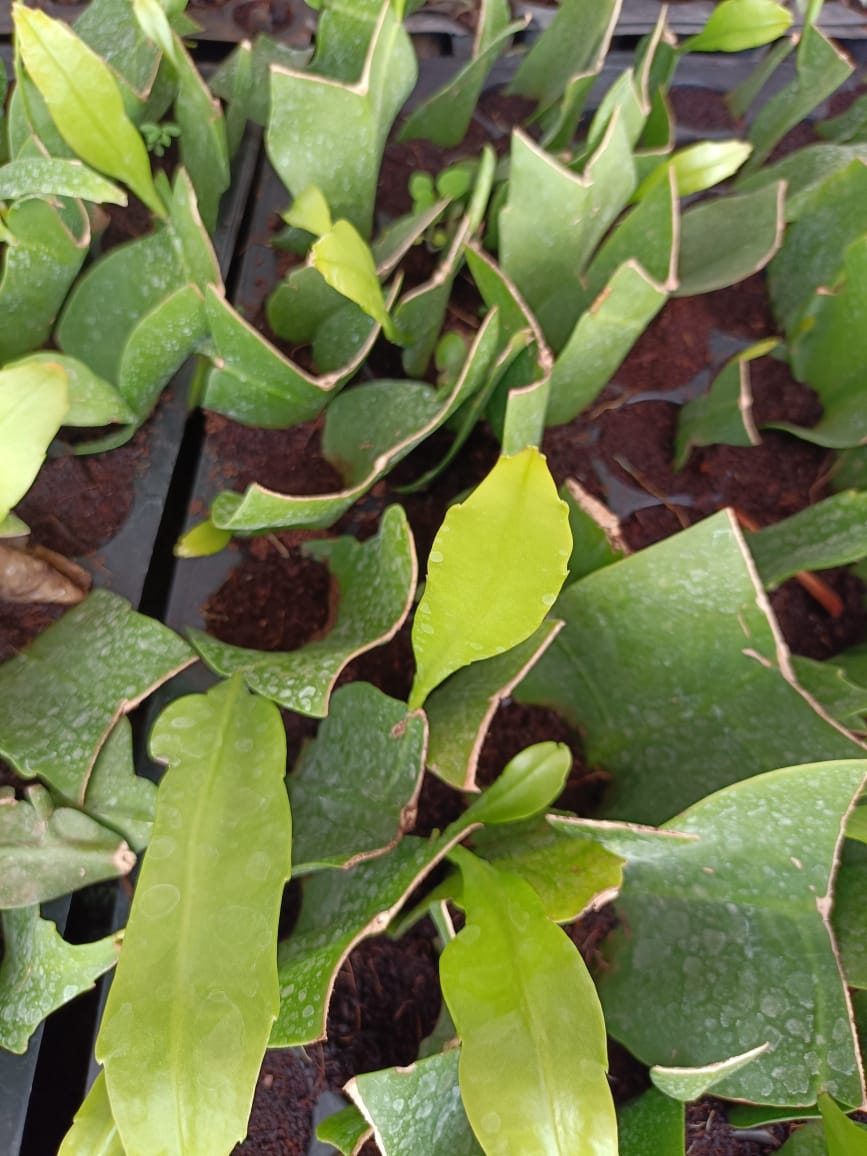 Brahmakamala Plant Sapling + Premium White pot.