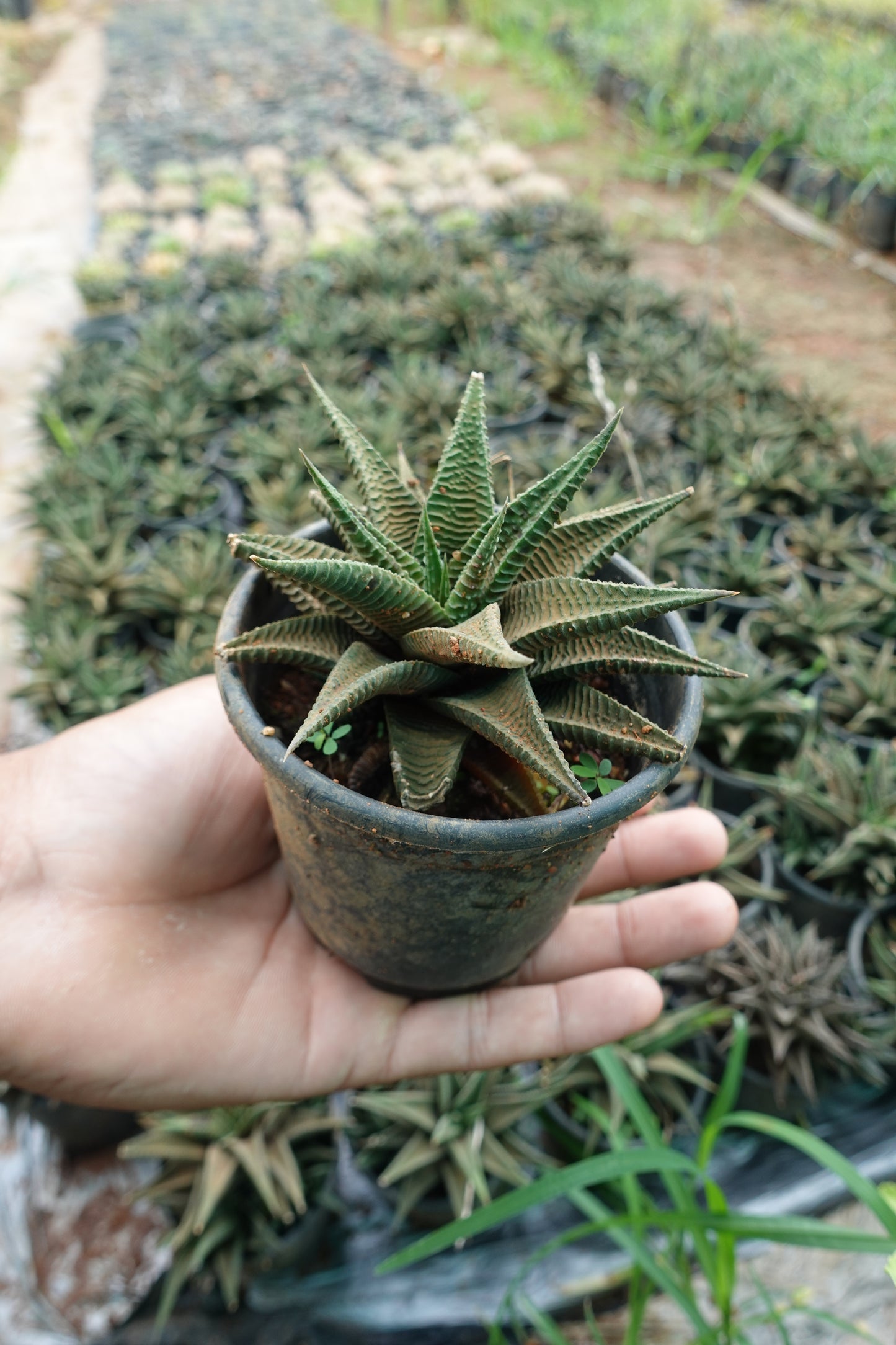 Zebra Plant– The Stylish Mini Succulent Plant Sapling + Premium White pot.
