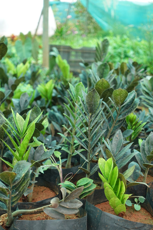 Black ZZ Plant - The Black Beauty Plant Sapling + Premium White pot.