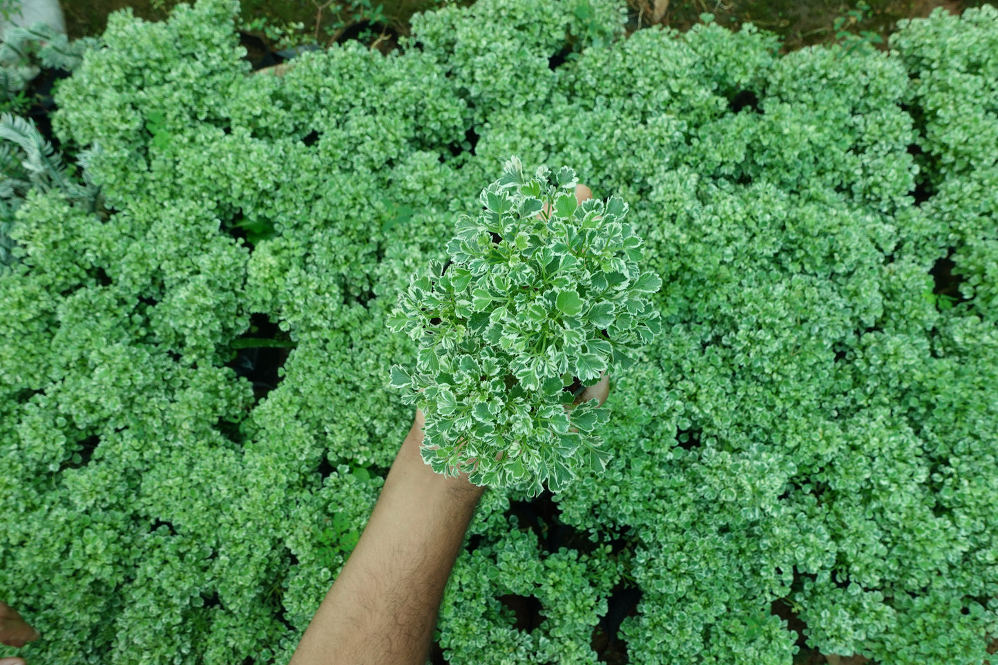 Mini Aralia – The Elegant Air Purifier Plant Sapling + Premium White pot.
