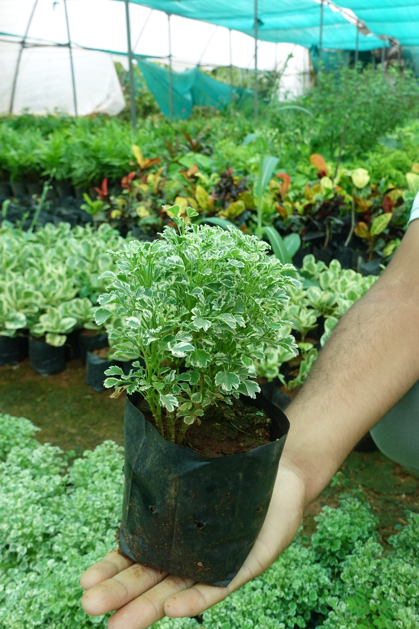 Mini Aralia – The Elegant Air Purifier Plant Sapling + Premium White pot.