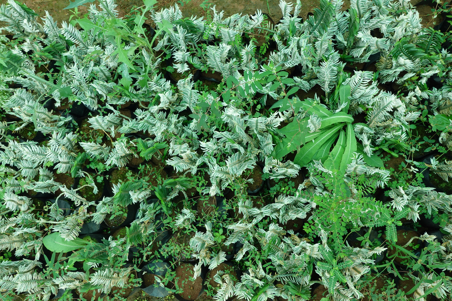 Euphorbia leucodendron ‘Variegata’ – The Striped Stick Wonder Plant Sapling + Premium White pot.