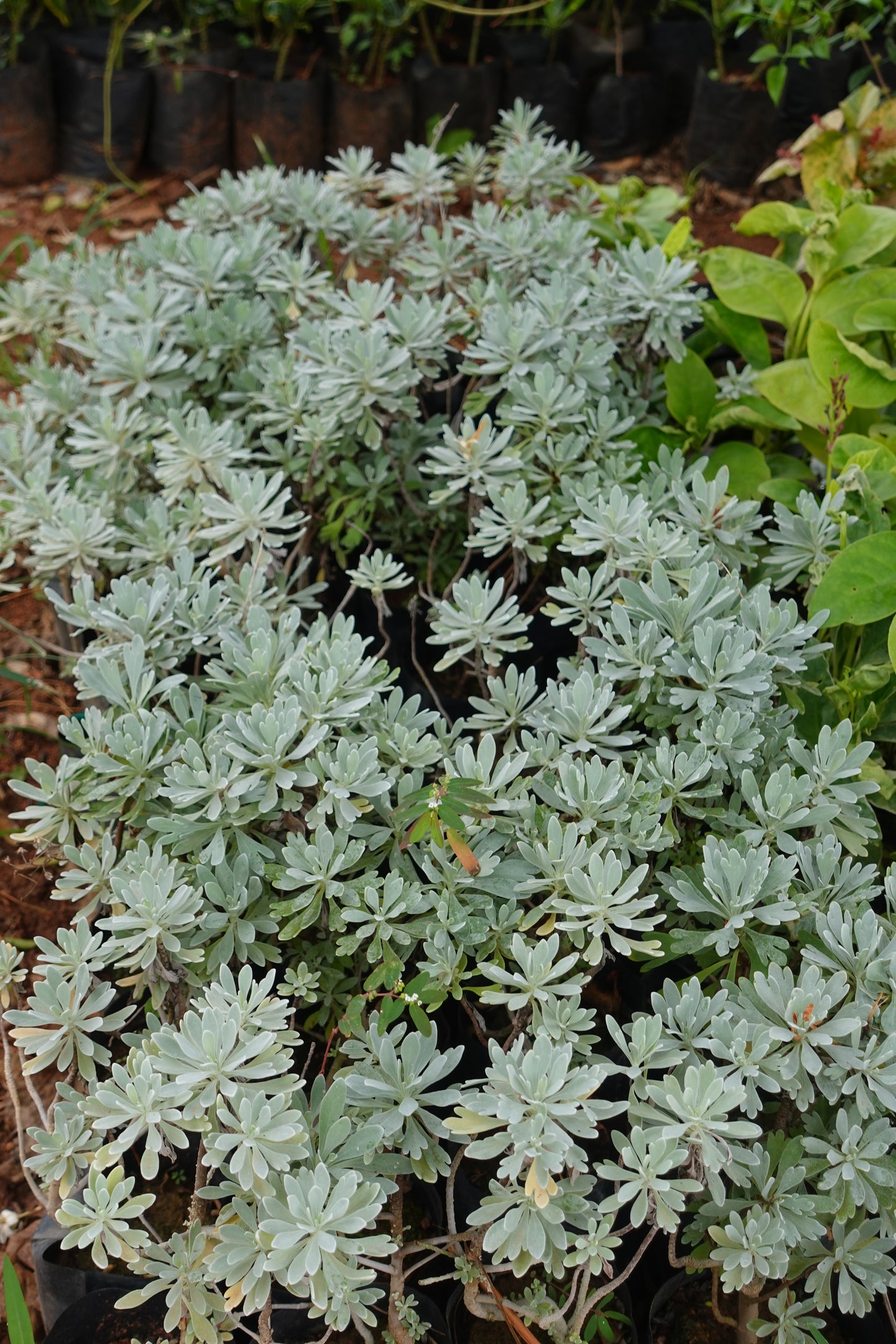 Dusty Miller – The Silvery Sculptural Beauty Plant Sapling + Premium White pot.