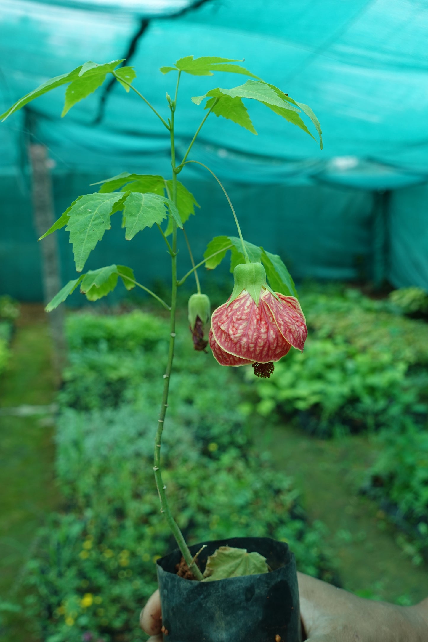 Chinese Lantern – The Veined Beauty in Bloom Plant Sapling + Premium White pot.