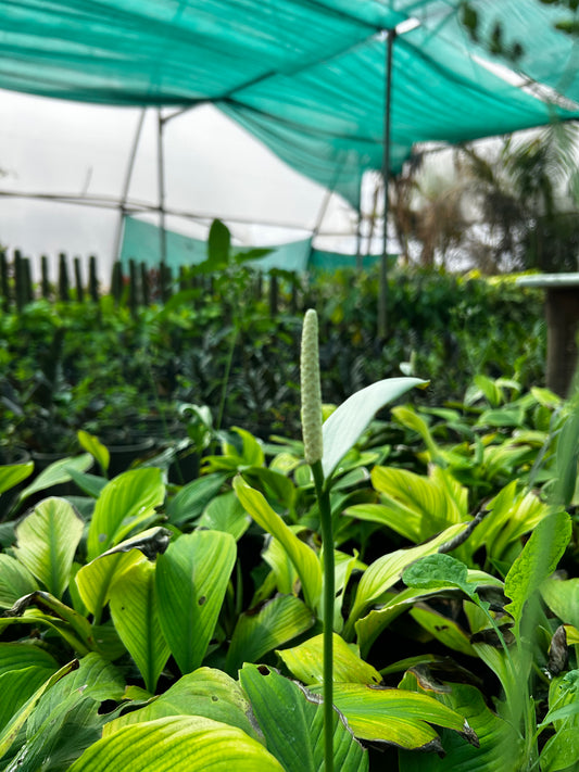 Peace Lily Plant Sapling + Premium White pot.