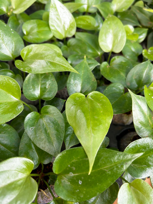 Anthurium Watermelon Plant Plant Sapling + Premium White pot.
