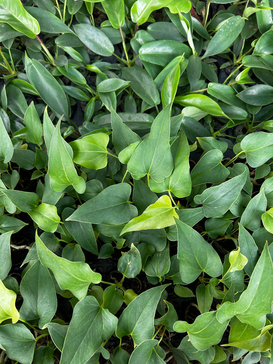 Brownie Plant (Syngonium 'Brownie') Plant Sapling + Premium White pot.