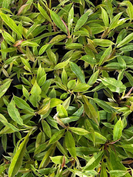 Ring of Fire Variegated (Philodendron 'Ring of Fire') Plant Sapling + Premium White pot.