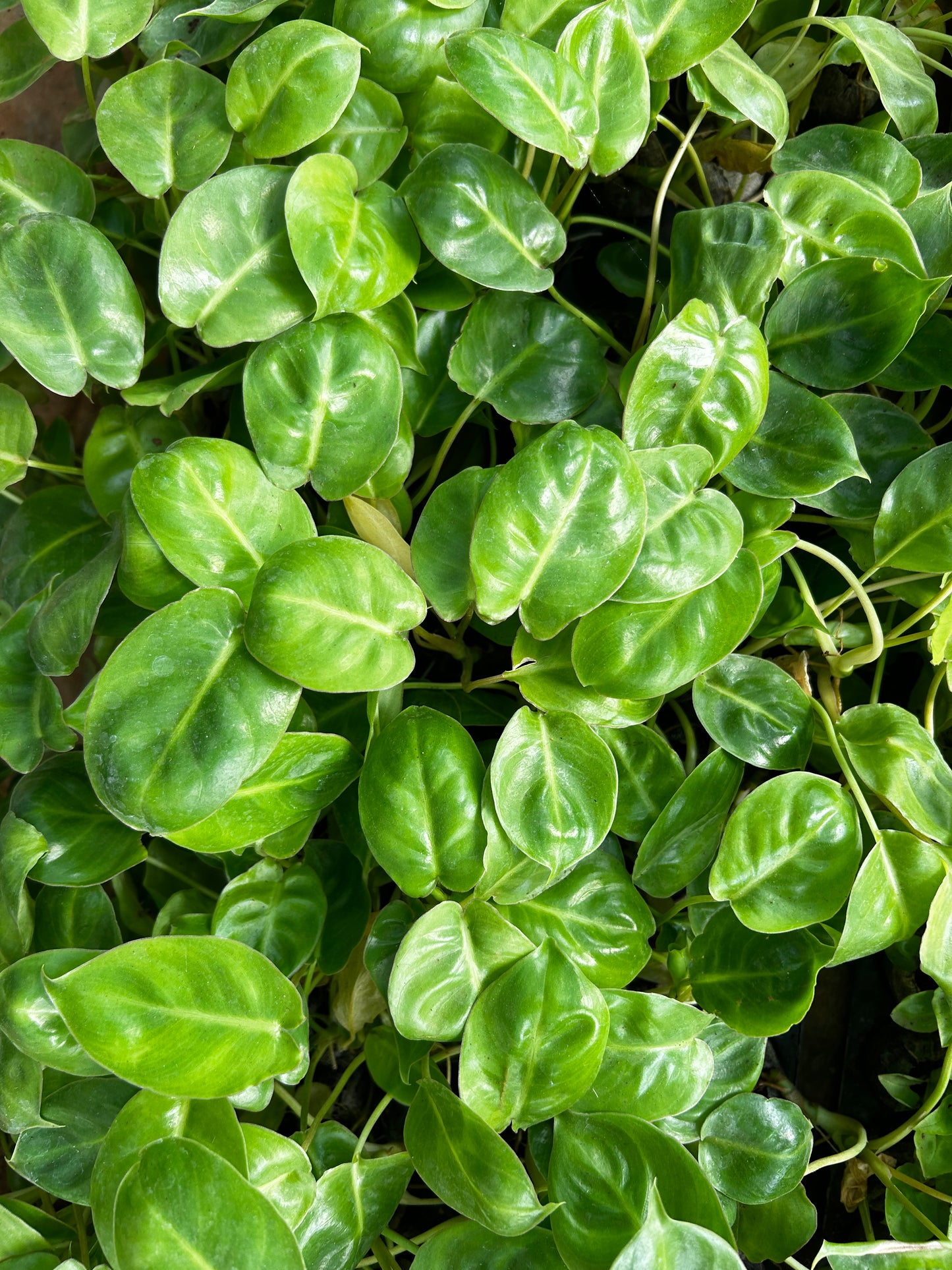 🌿 Kerala Hybrid Plant Plant Sapling + Premium White pot.