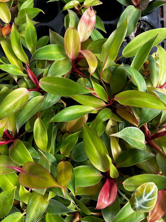 π Orange Splender Plant Sapling + Premium White pot.