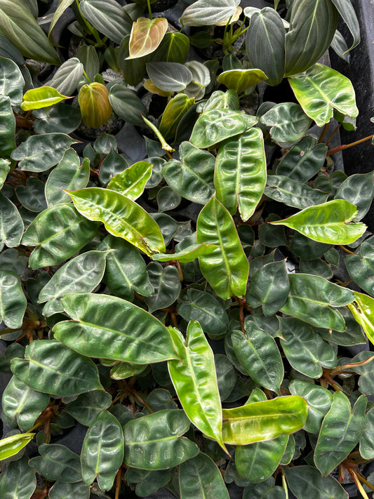 π Philodendron Bellaitie Plant Sapling + Premium White pot.