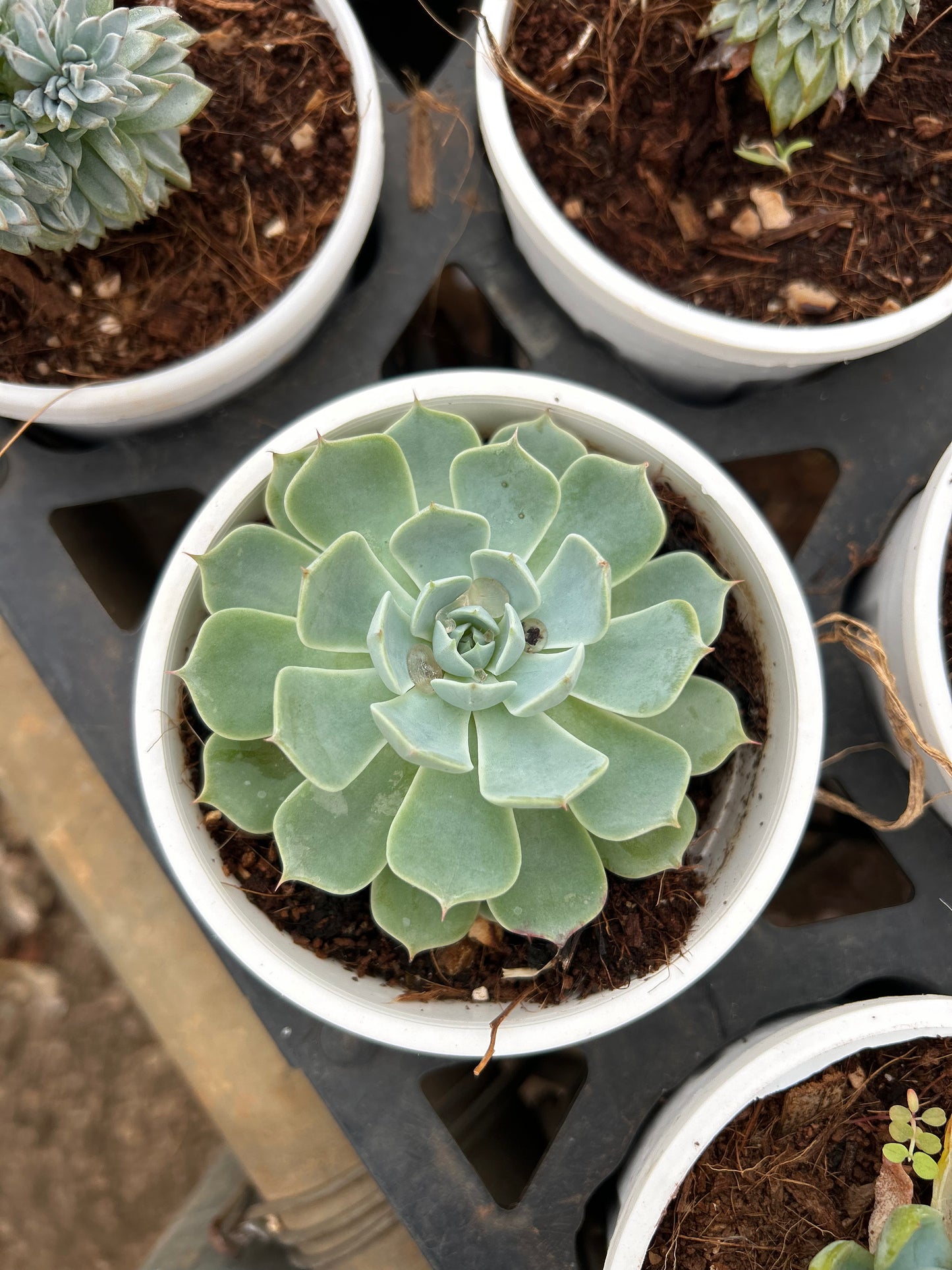 Bangaram – The Adorable Succulent Buddy + Premium White pot.