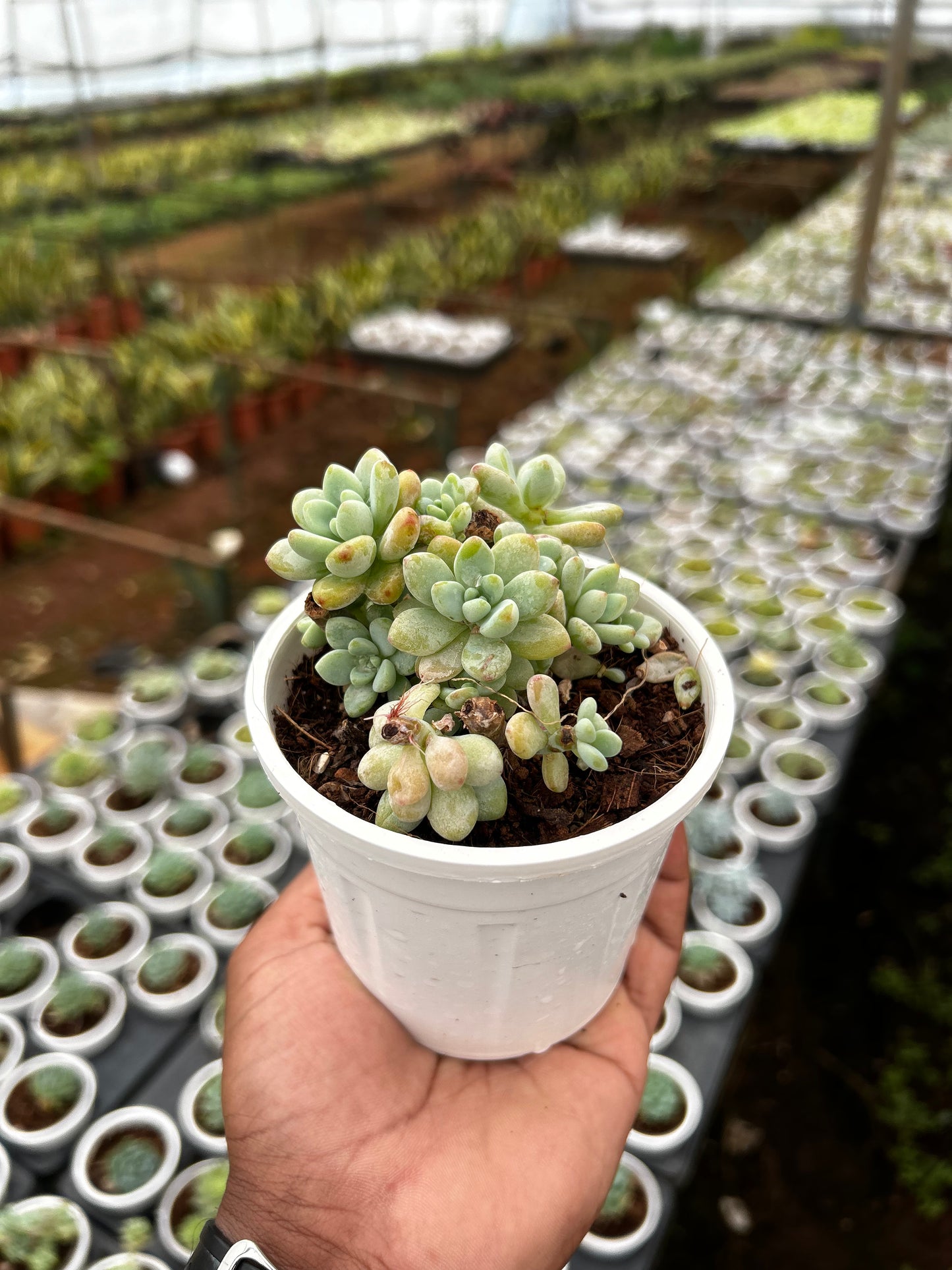 Teju – The Adorable Succulent Buddy + Premium White pot.