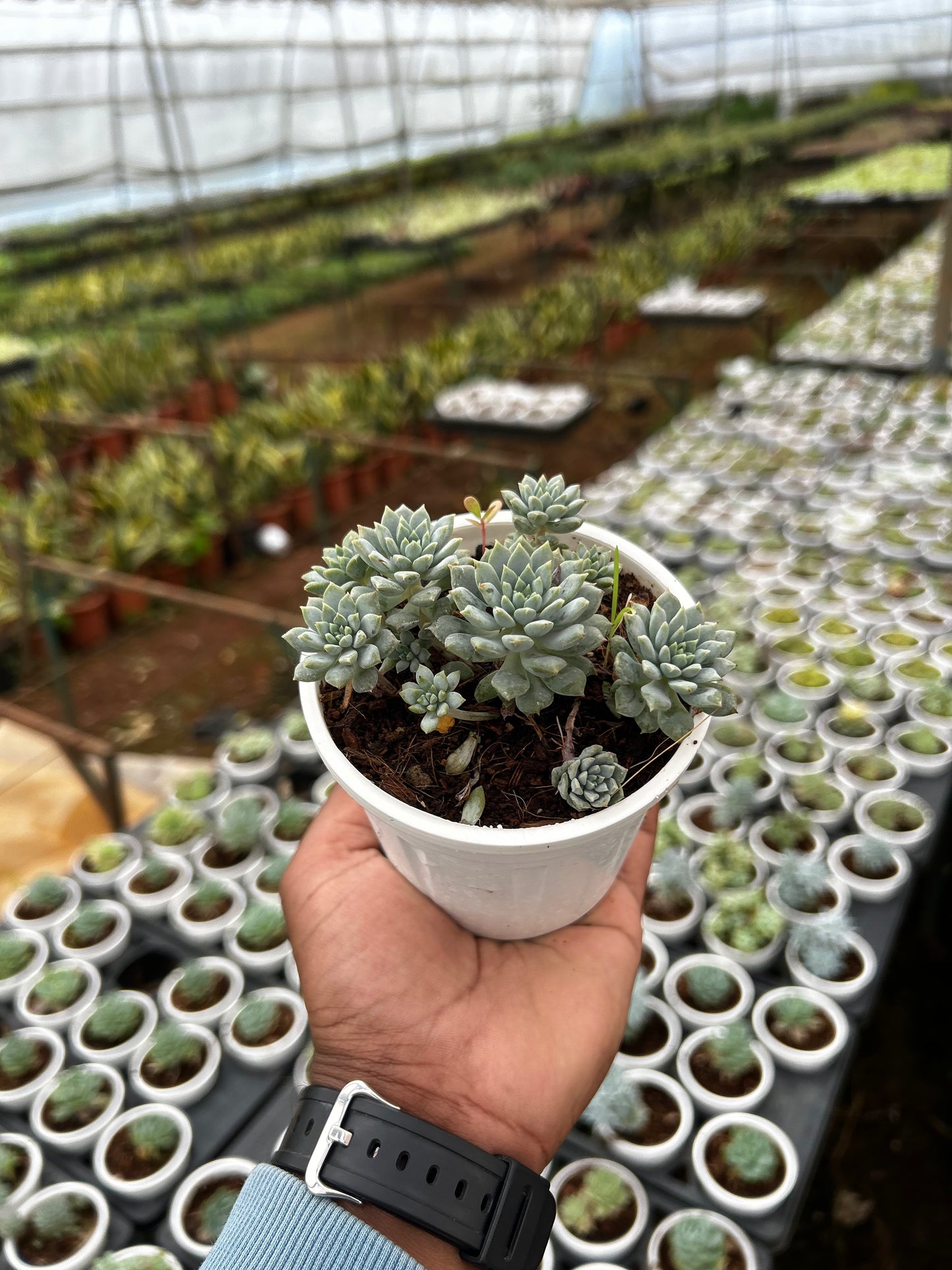 Lucky – The Adorable Succulent Buddy + Premium White pot.