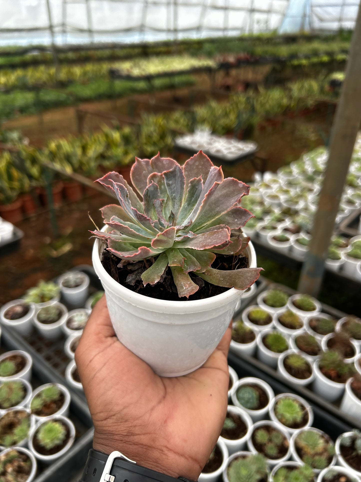 Pinky – The Adorable Succulent Buddy + Premium White pot.