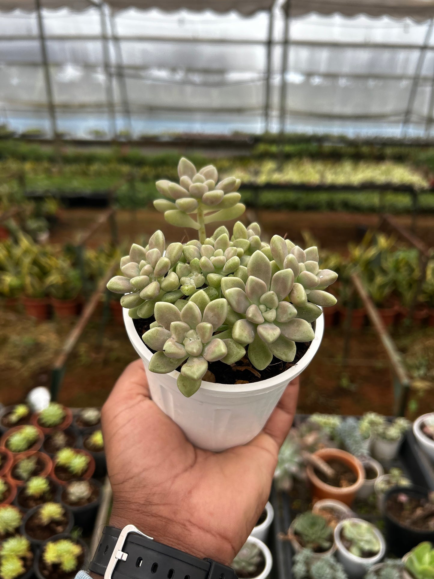 Doll – The Adorable Succulent Buddy + Premium White pot.