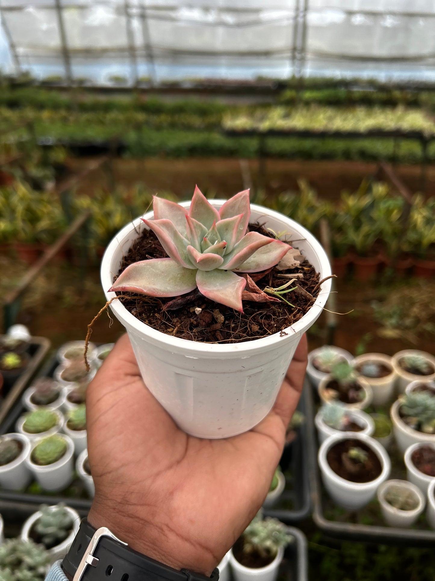 Babu – The Adorable Succulent Buddy + Premium White pot.