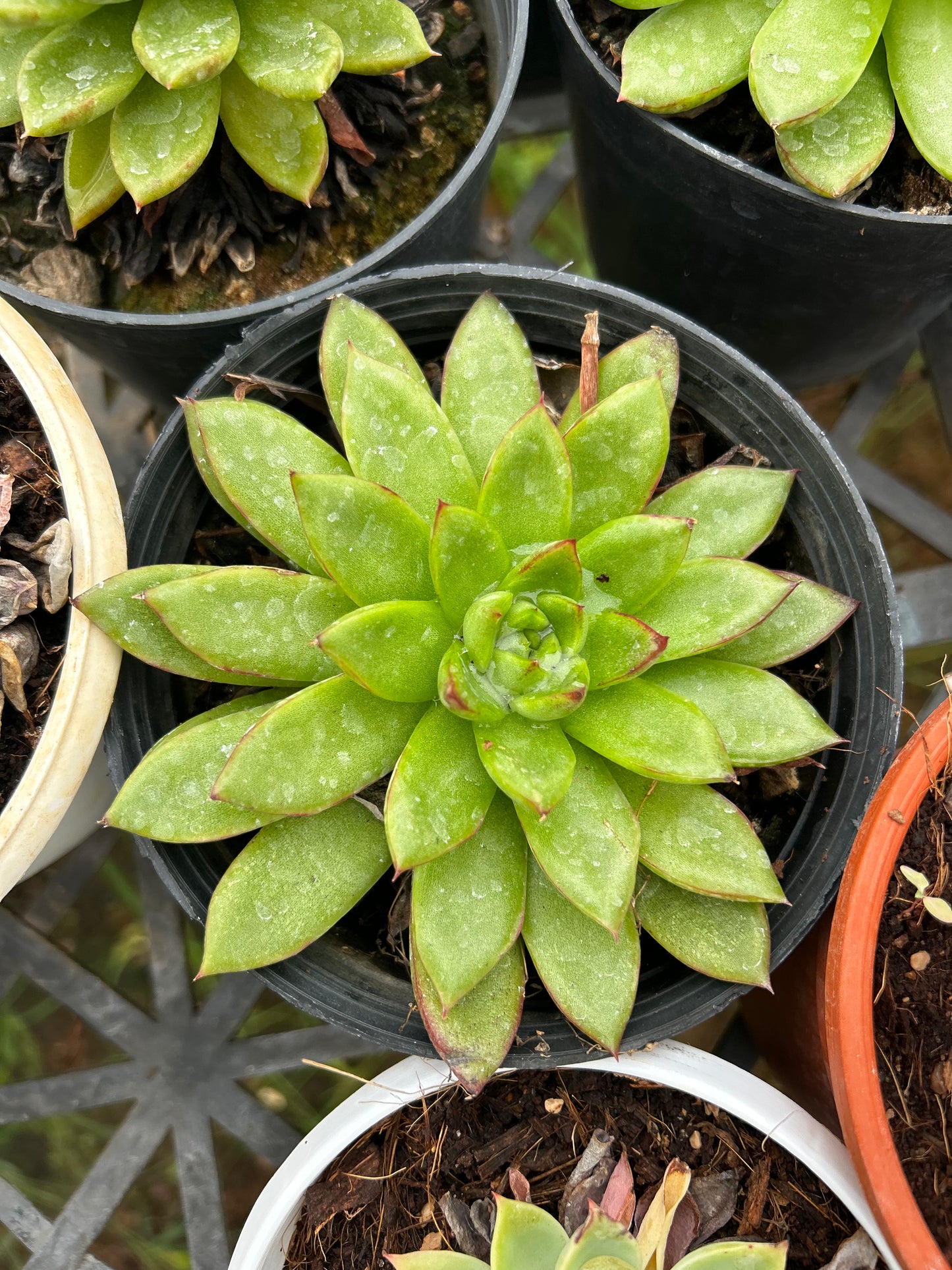 Rosy – The Adorable Succulent Buddy + Premium White pot.