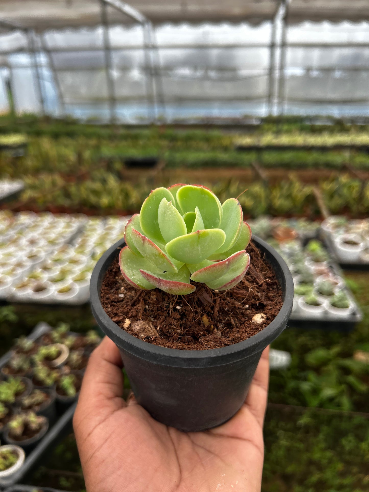 Meeku – The Adorable Succulent Buddy + Premium White pot.