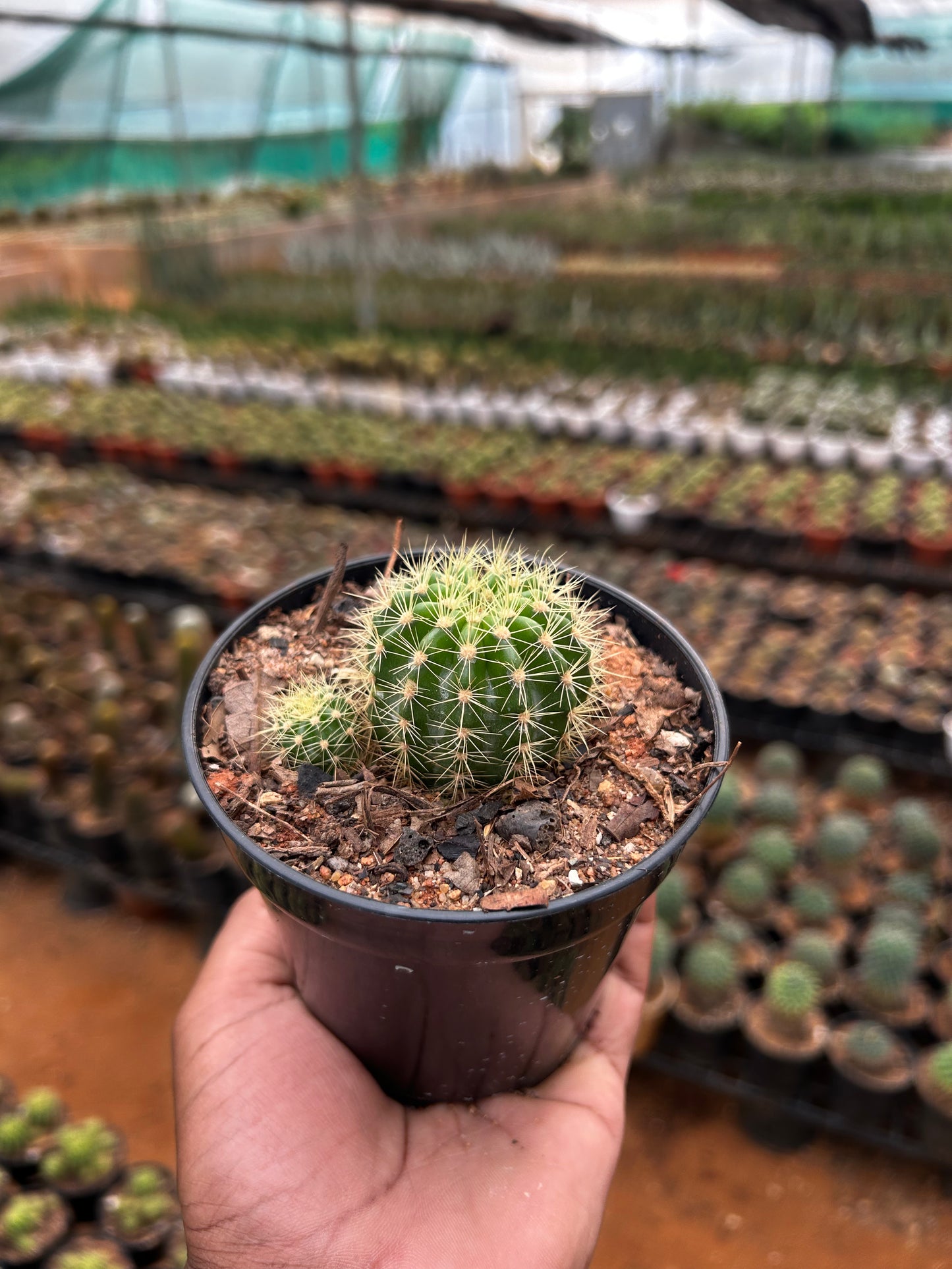 πΈ Beller Cactu Plant Sapling + Premium White pot.