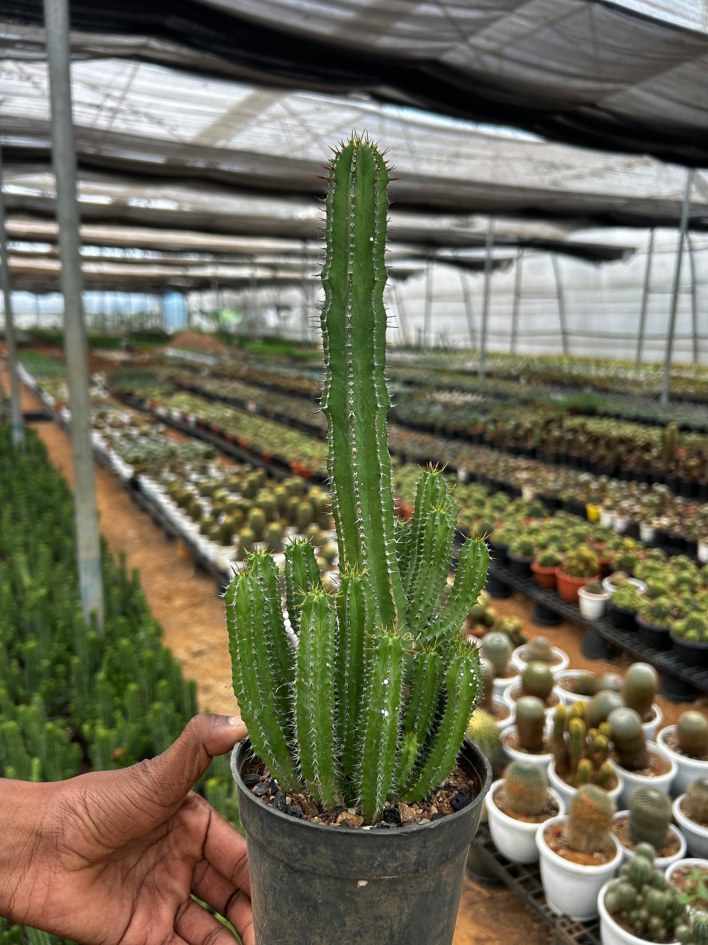๐ฟ Forbia Plant Sapling + Premium White pot.