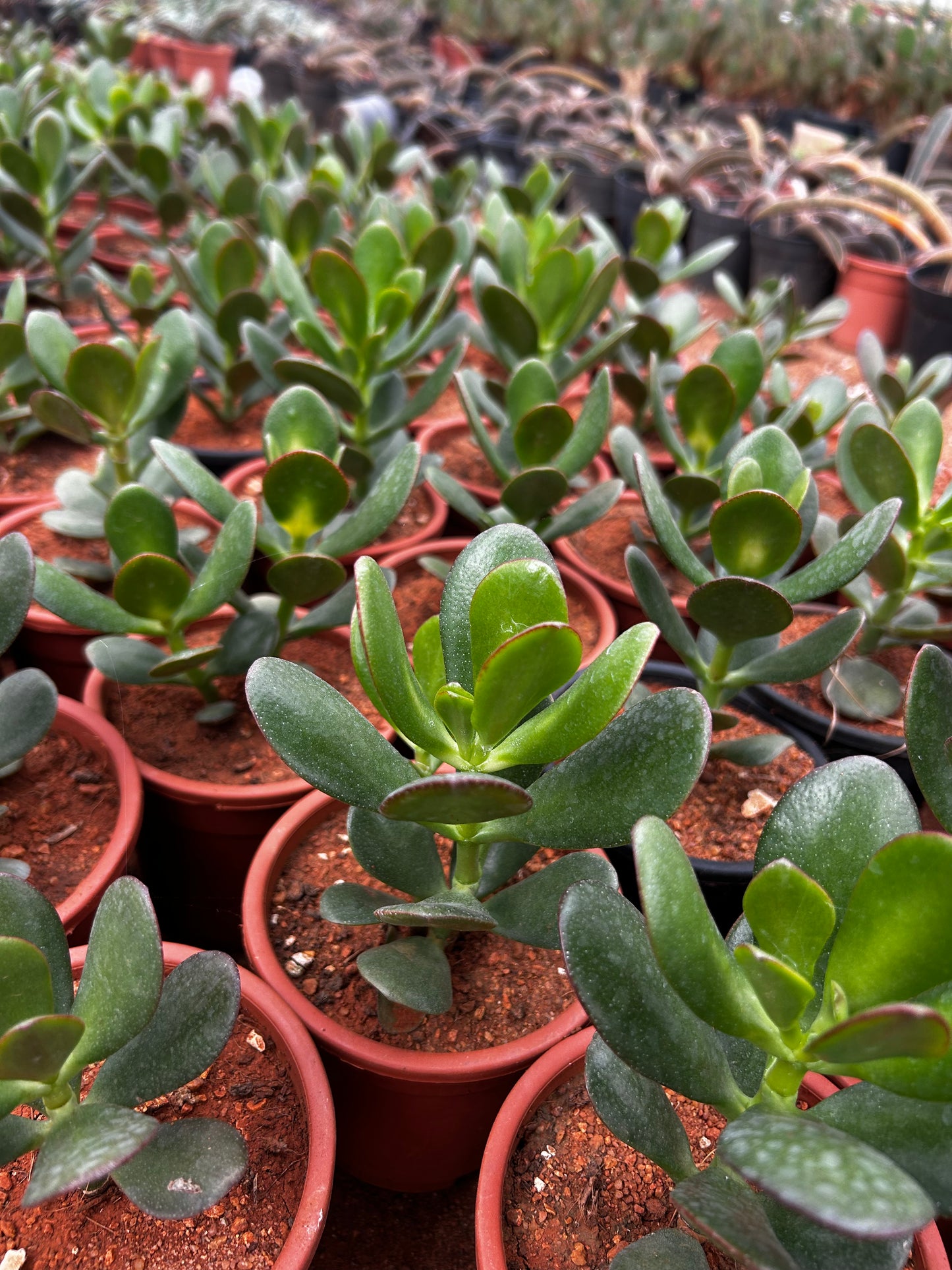 Munna – The Adorable Succulent Buddy + Premium White pot.