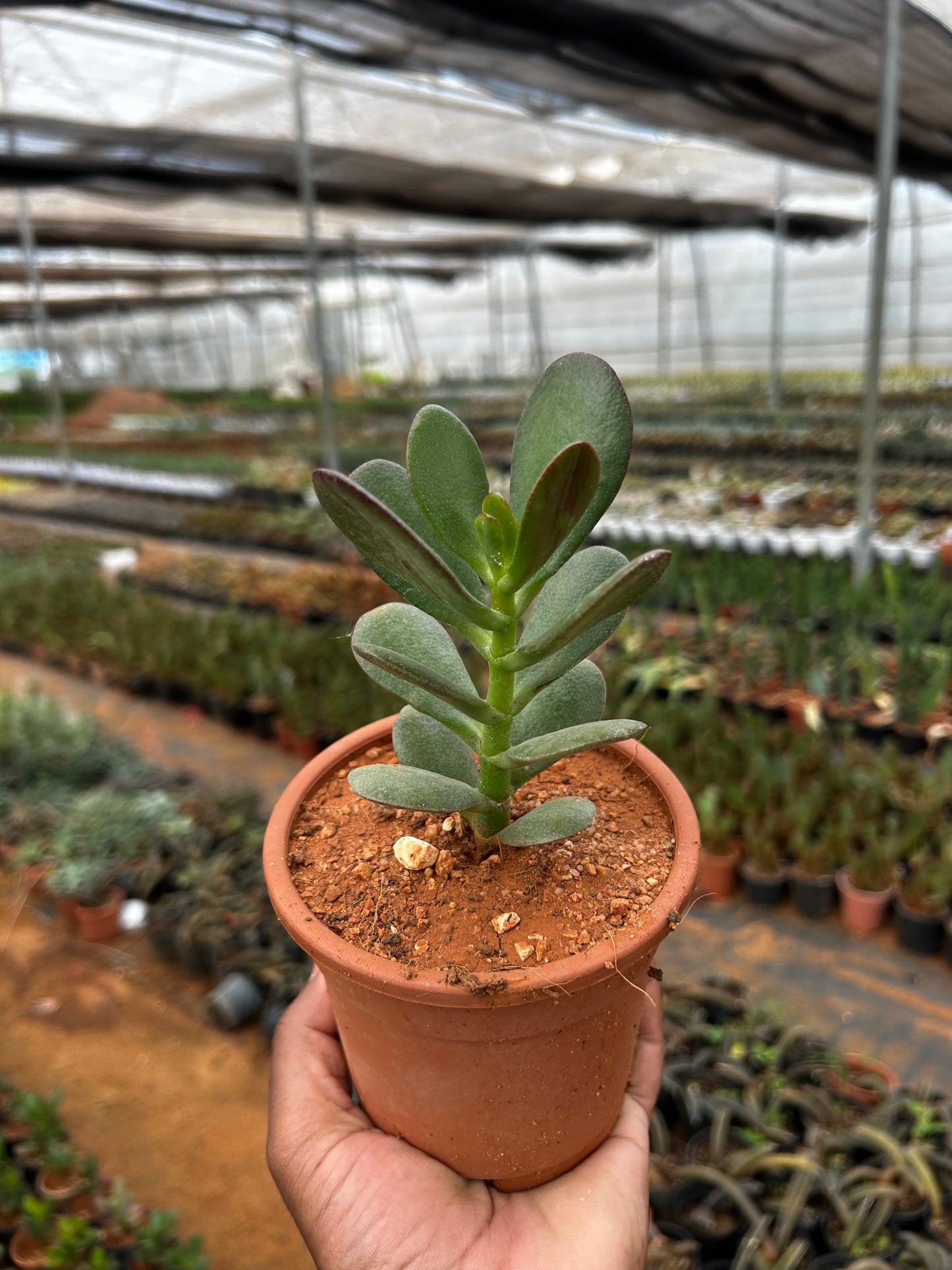 Mini – The Adorable Succulent Buddy + Premium White pot.