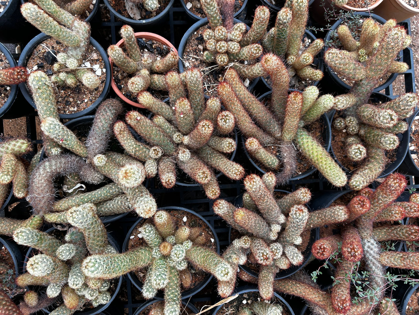 Mammillaria Cactus Plant Sapling + Premium White pot.