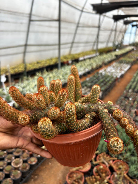 Mammillaria Cactus Plant Sapling + Premium White pot.