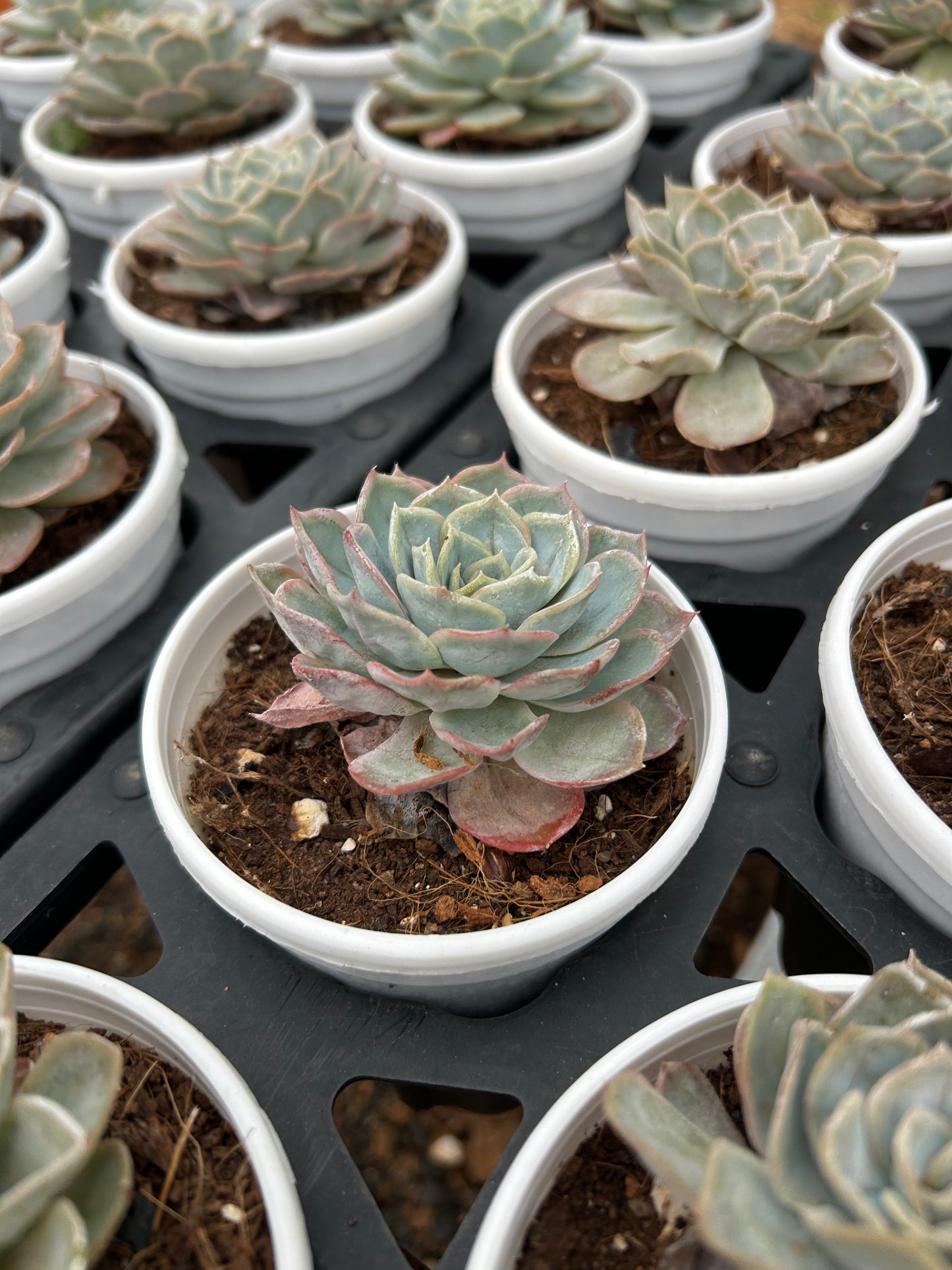 Lalu – The Adorable Succulent Buddy + Premium White pot.