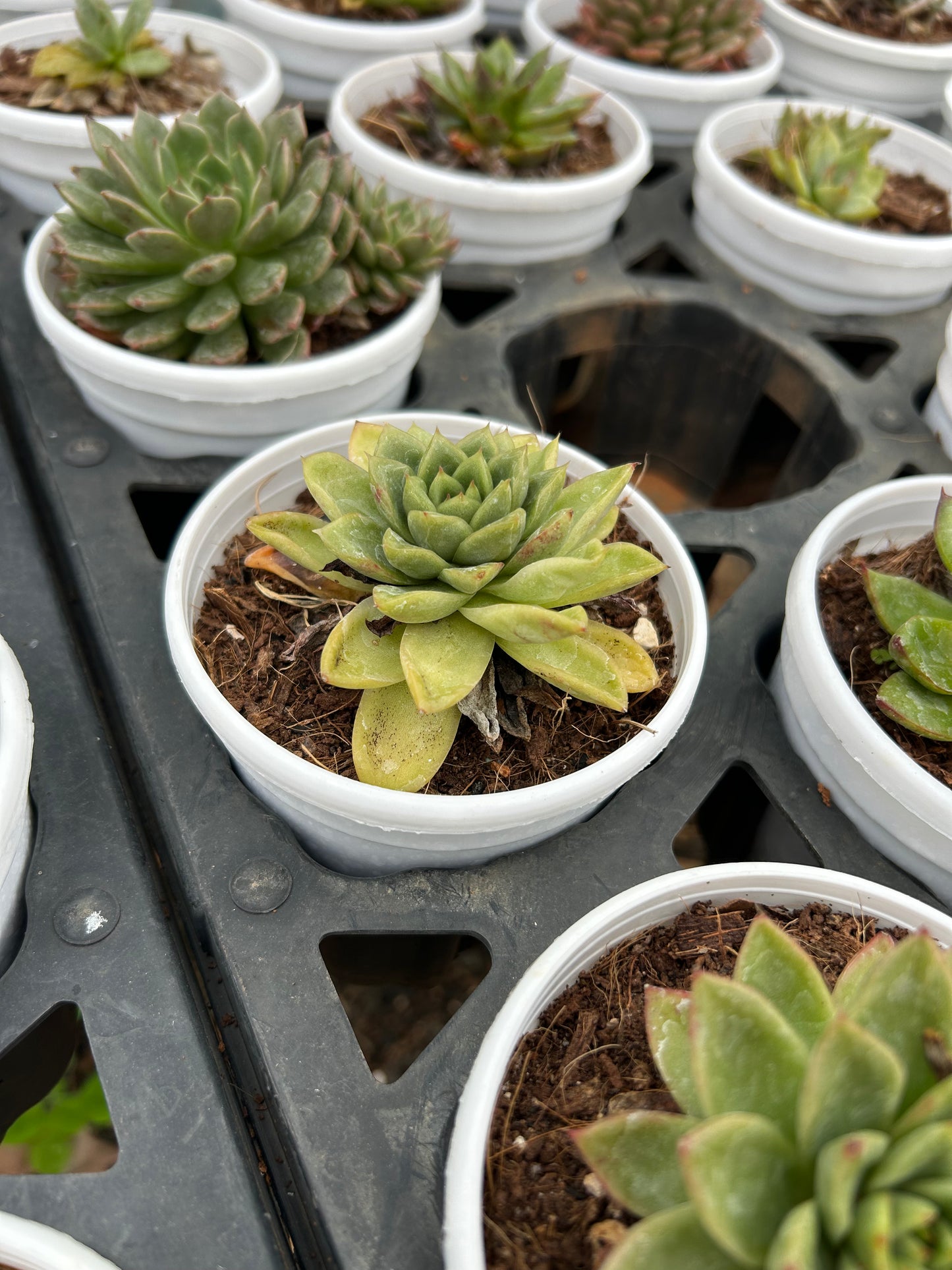 Kanna – The Adorable Succulent Buddy + Premium White pot.