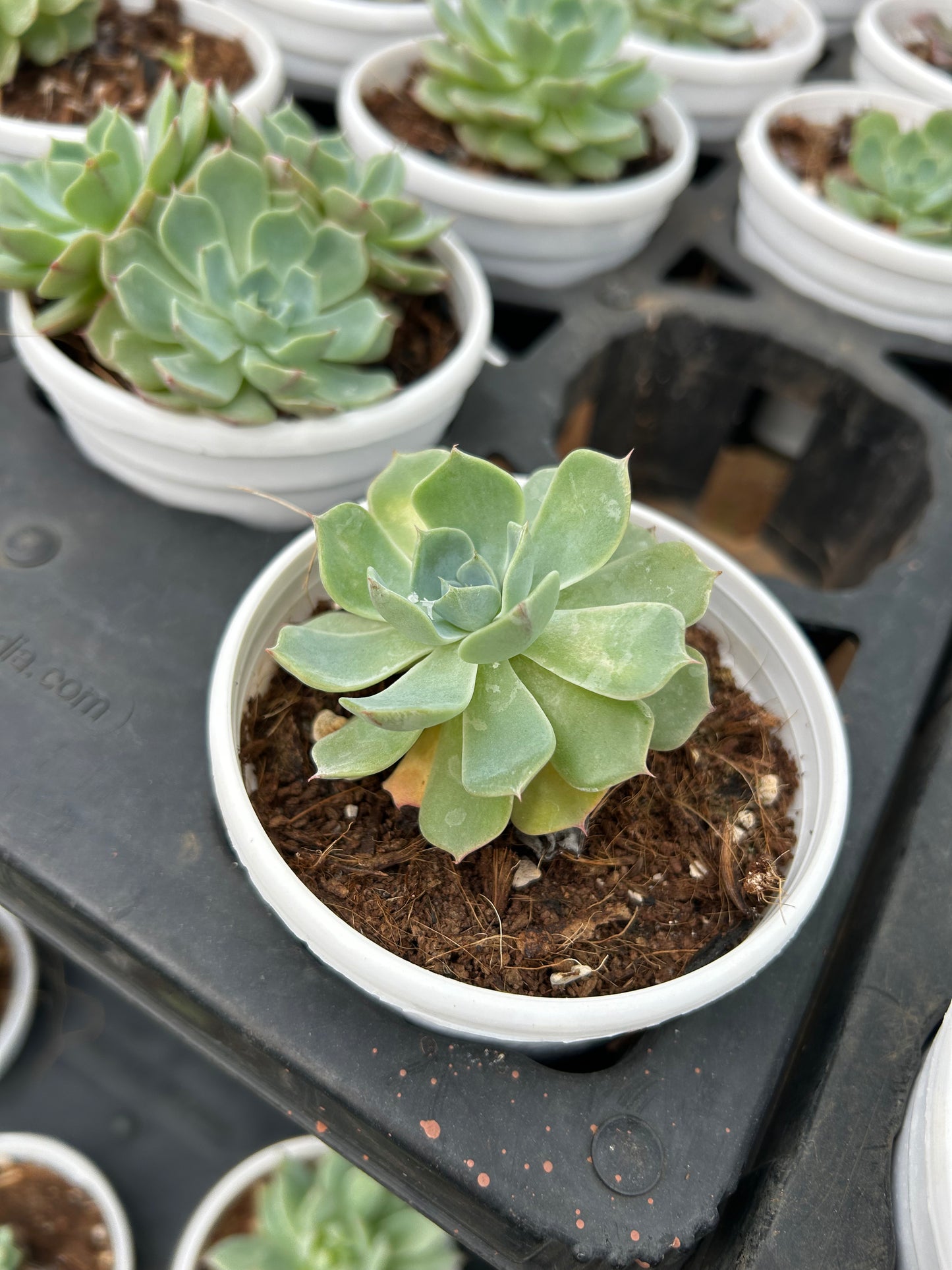 Sweety – The Adorable Succulent Buddy + Premium White pot.