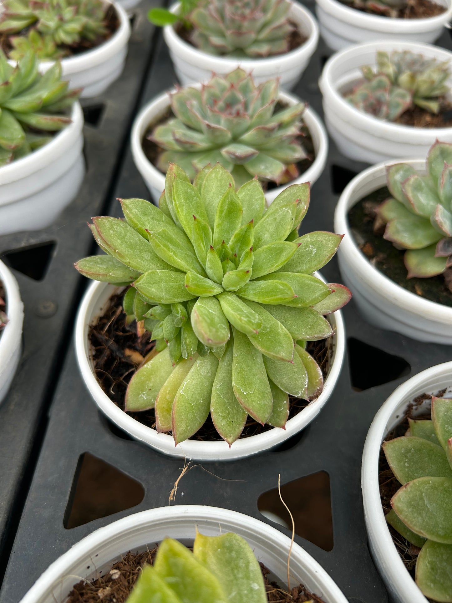 Gopi – The Adorable Succulent Buddy + Premium White pot.