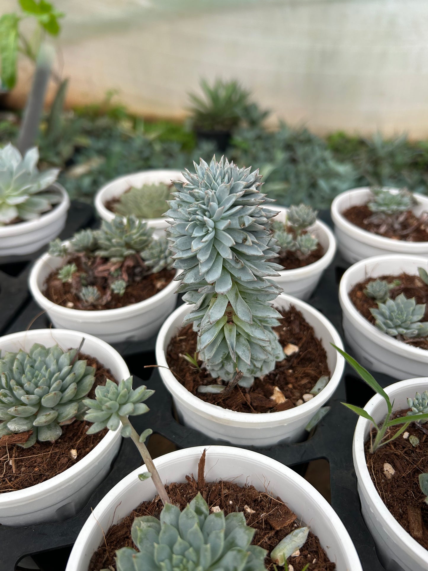 Chiku – The Adorable Succulent Buddy + Premium White pot.