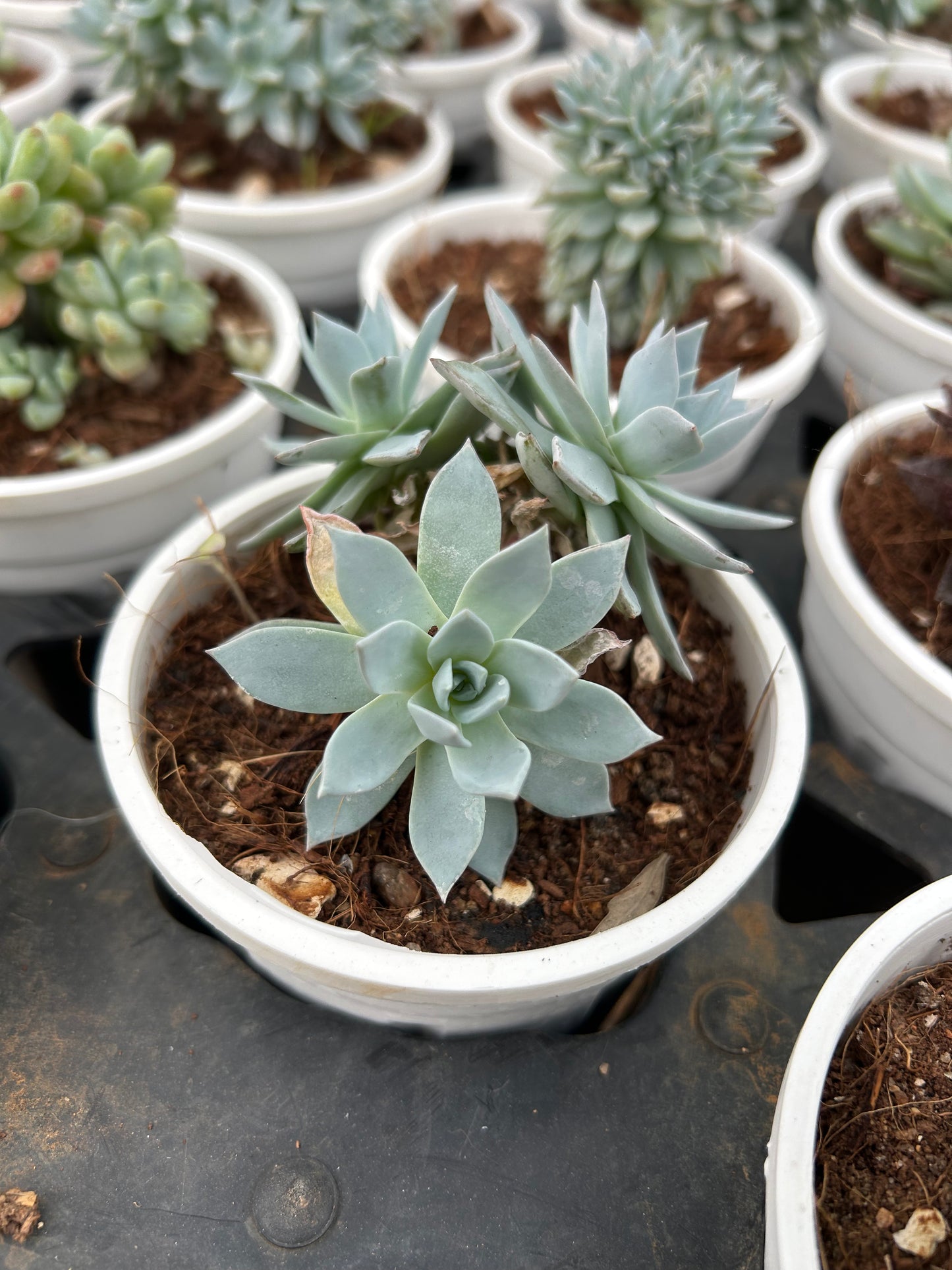 Tinku Singh – The Adorable Succulent Buddy + Premium White pot.