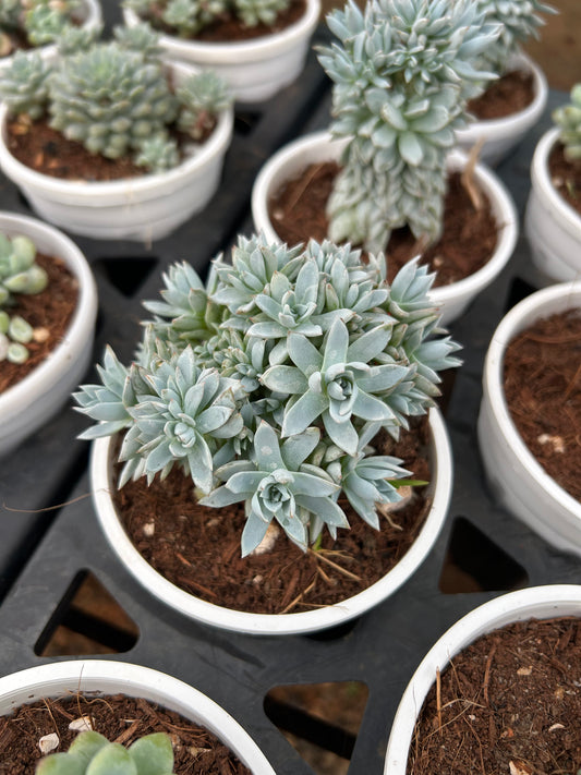 Tinku Singh β The Adorable Succulent Buddy + Premium White pot.