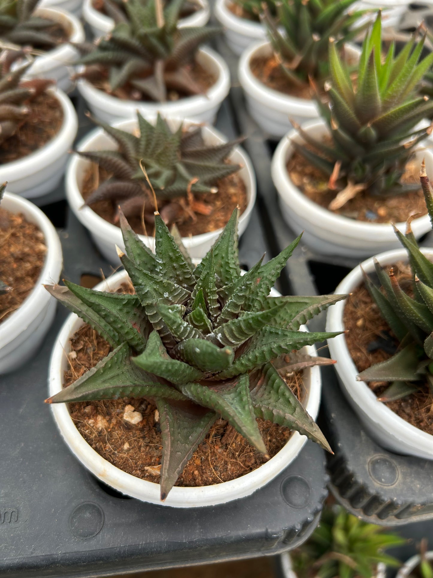 Pinku – The Adorable Succulent Buddy + Premium White pot.