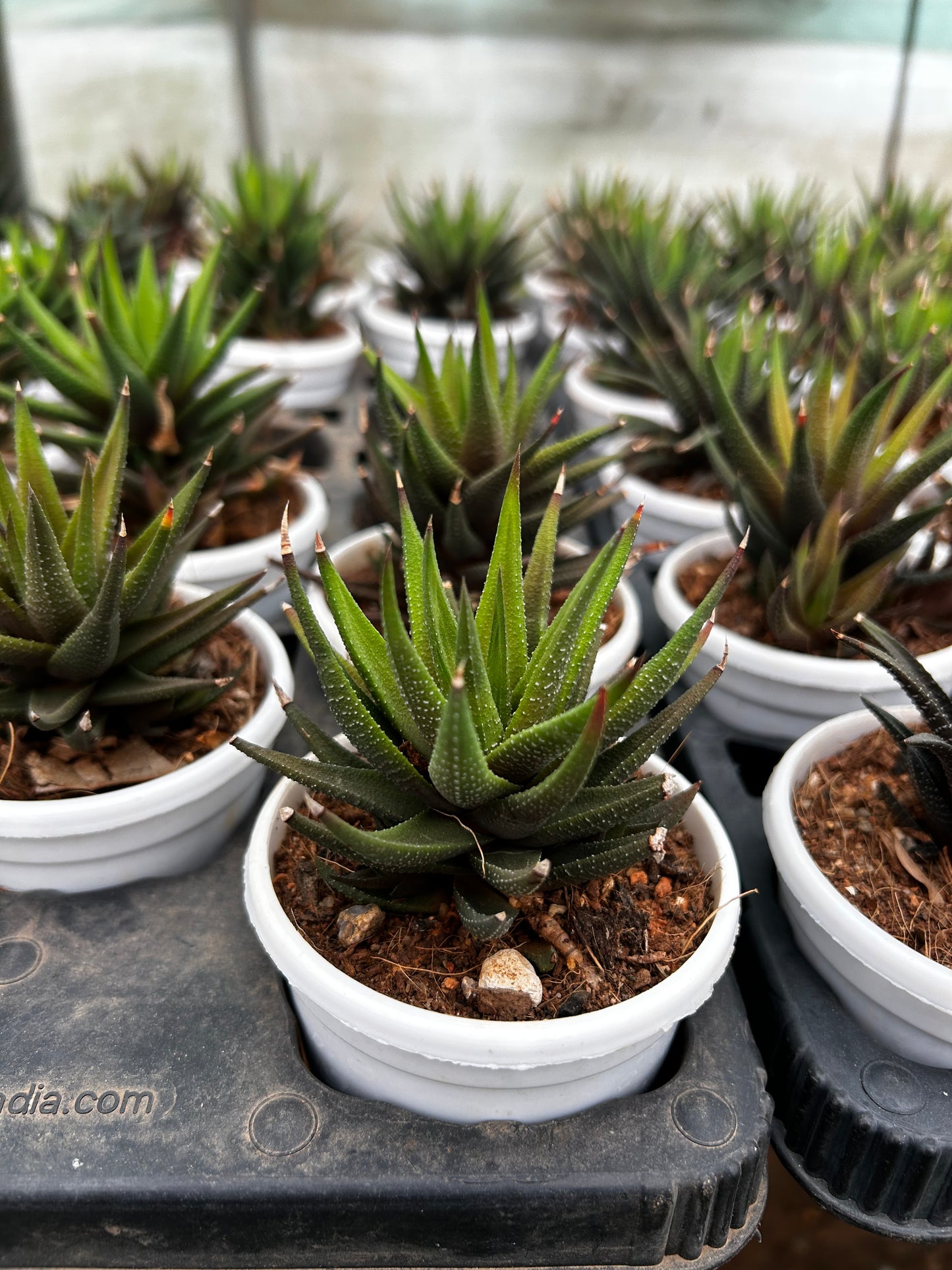 Ragu – The Adorable Succulent Buddy + Premium White pot.