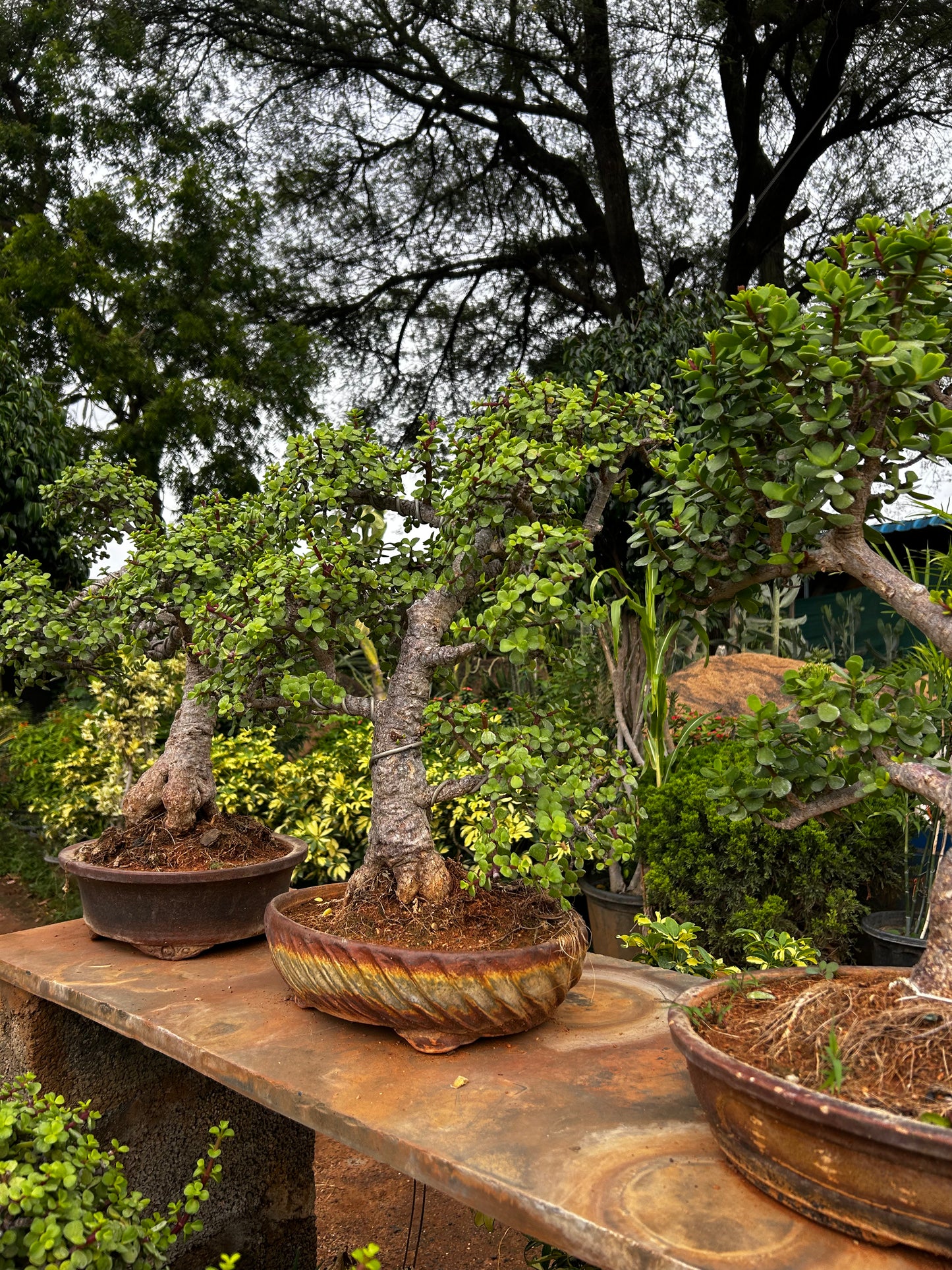 Jade Bonsai – 5 Years Old | Symbol of Prosperity & Growth 03 + Premium White pot.