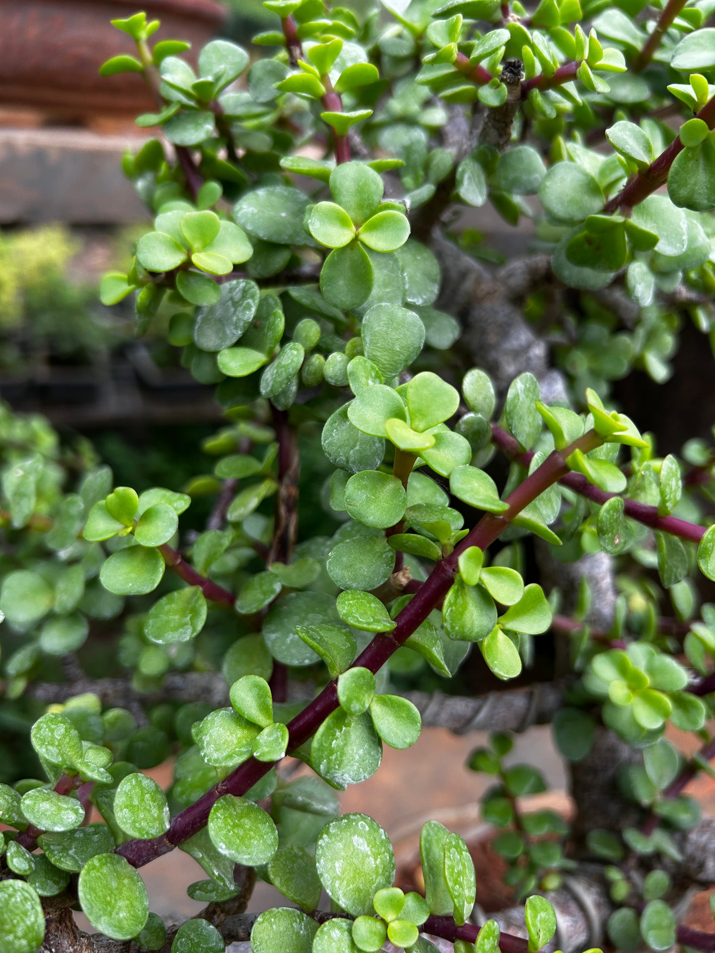 Jade Bonsai – 1 Year Old | Cute, Compact & Low-Maintenance Plant + Premium White pot.