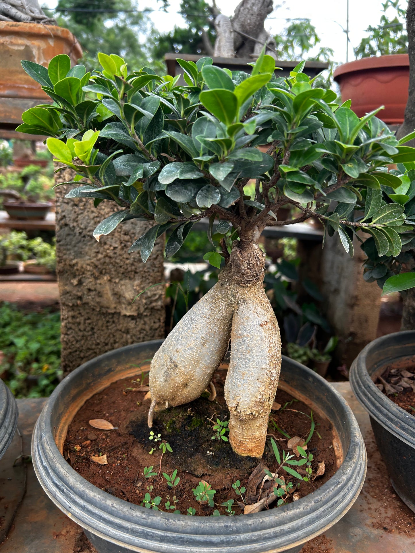 Ficus Bonsai – 2-3 Years Old | Elegant & Air-Purifying Indoor Tree 04 + Premium White pot.