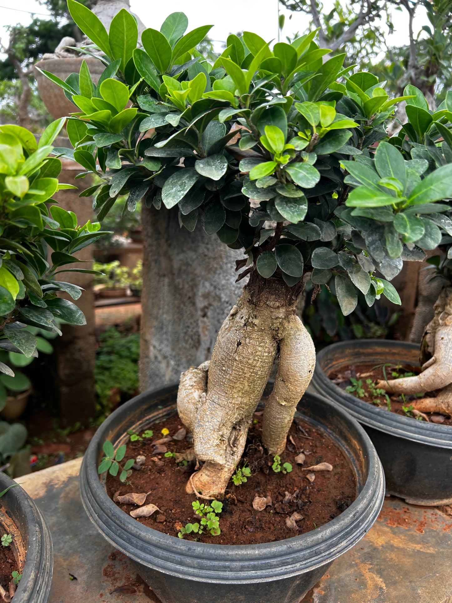 Ficus Bonsai – 2-3 Years Old | Elegant & Air-Purifying Indoor Tree 05 + Premium White pot.