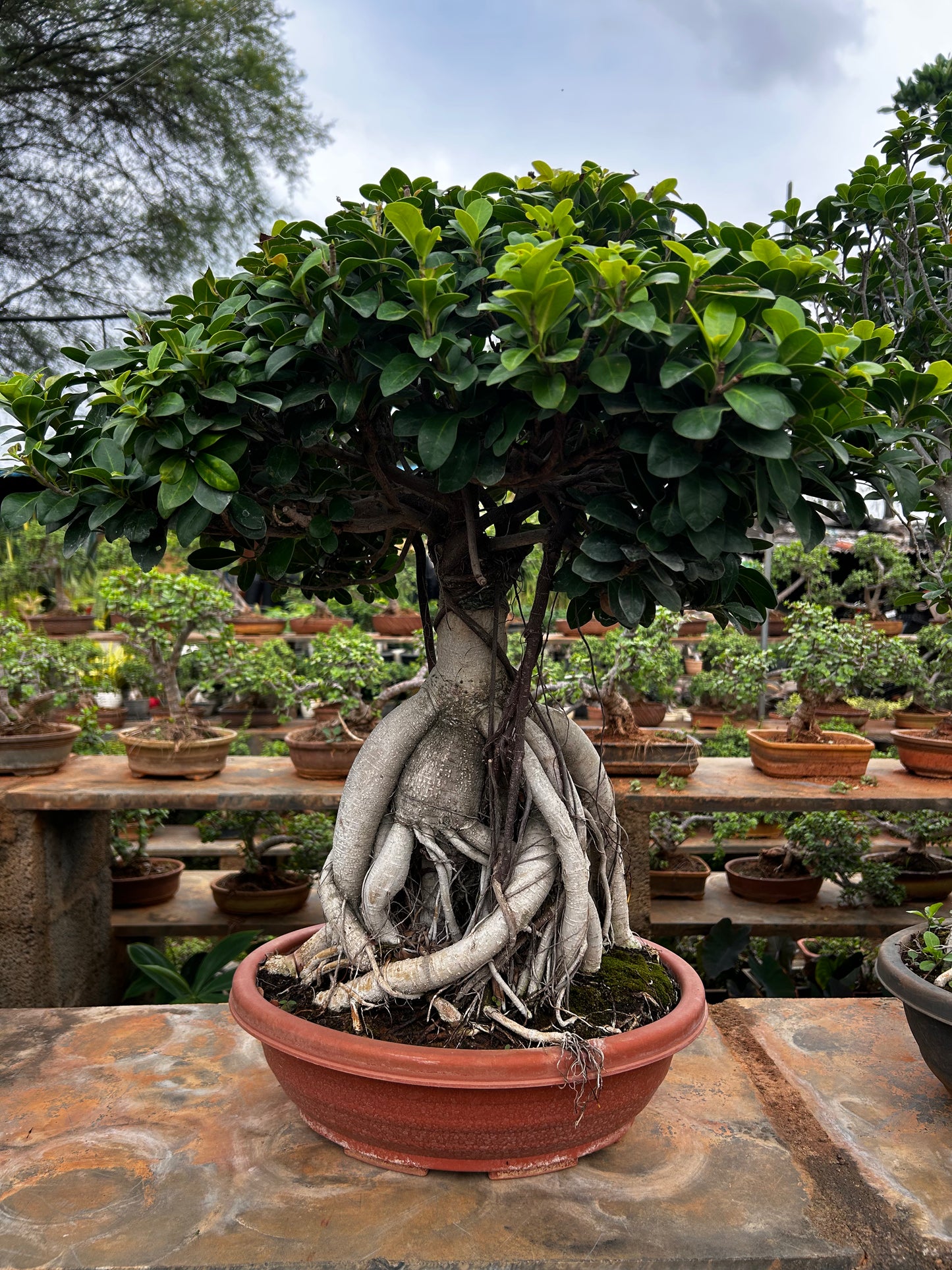 Ficus Bonsai – 8 to 10 Years Old | Majestic, Mature & Air-Purifying Indoor Tree + Premium White pot.
