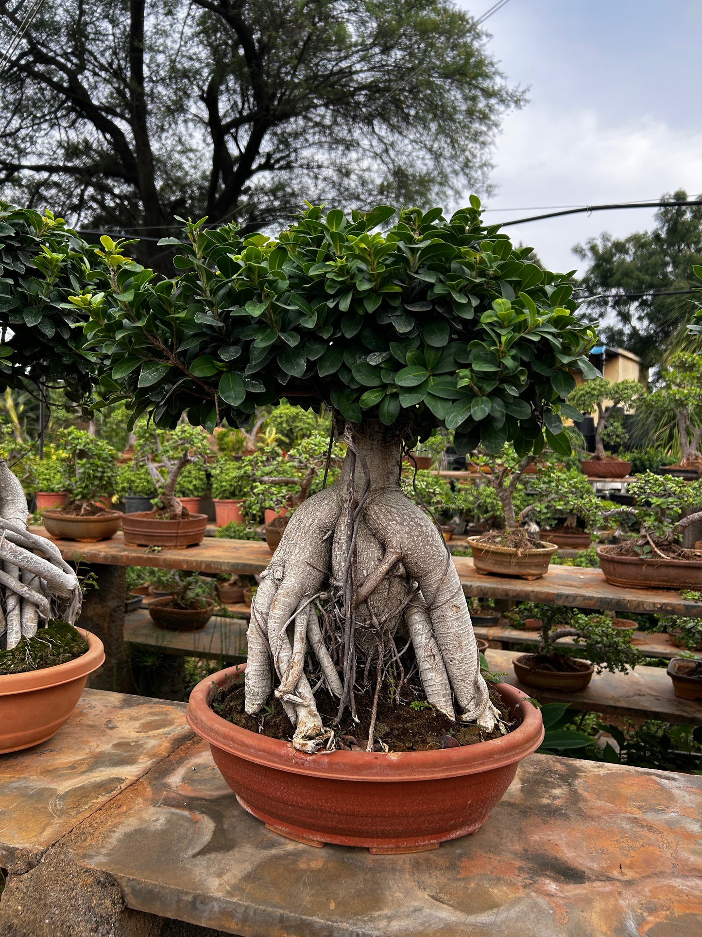 Ficus Bonsai – 8 to 10 Years Old | Majestic, Mature & Air-Purifying Indoor Tree 02 + Premium White pot.